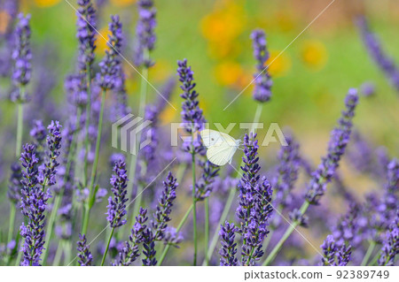 深紫色淡紫色田野、淡紫色和圓白菜白蝴蝶 92389749