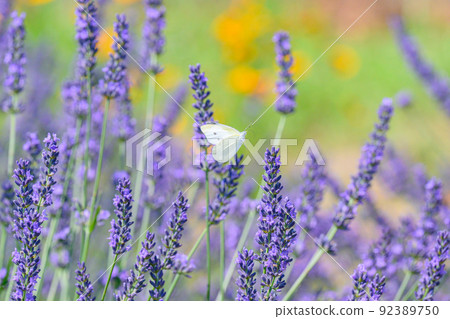 深紫色淡紫色田野、淡紫色和圓白菜白蝴蝶 92389750