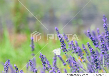 Dark purple lavender field, lavender and cabbage white butterfly 92389752