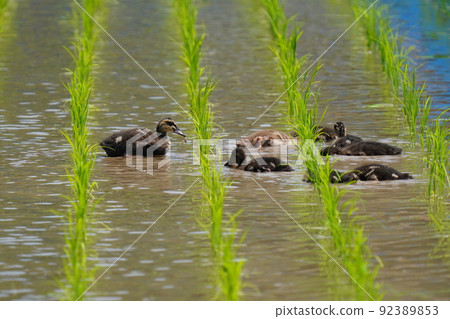 Rice planting is over and the leading role of the duck farming method is dispatched to the duck 92389853