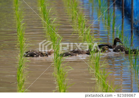 Rice planting is over and the leading role of the duck farming method is dispatched to the duck 92389867