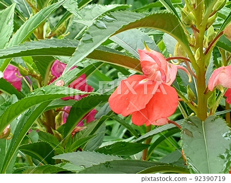 Flower Flower 92390719