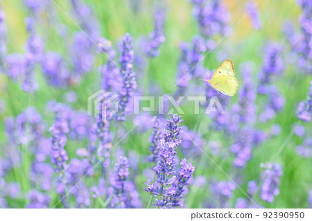 Dark purple lavender field, lavender and butterflies Dark purple lavender field, lavender and butterflies 92390950