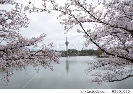 鶴見綠地公園的櫻花 92391020