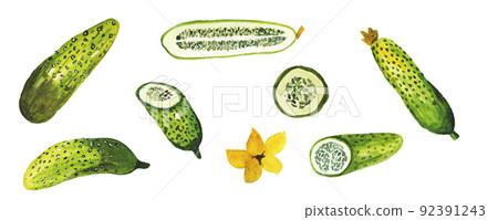 watercolor network of green prickly cucumbers cucumber circles and ovaries watercolor network of green prickly cucumbers cucumber circles and ovaries 92391243