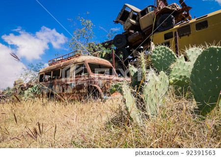 Green Cactuses on the Tank Graveyard in Asmara, Eritrea 92391563