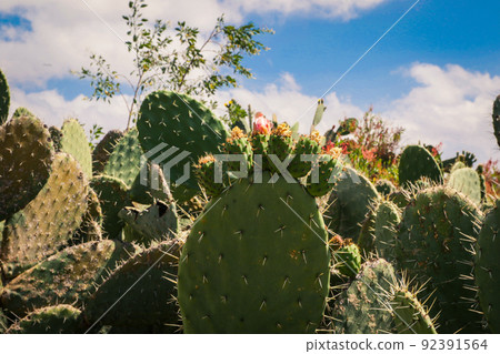 Green Cactuses on the Tank Graveyard in Asmara, Eritrea Green Cactuses on the Tank Graveyard in Asmara, Eritrea 92391564