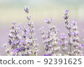Blooming lavender  92391625