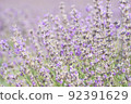 Blooming lavender 92391629