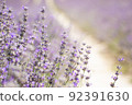 Field of blooming lavender 92391630