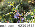 Mahonia aquifolium evergreen shrub 92391632
