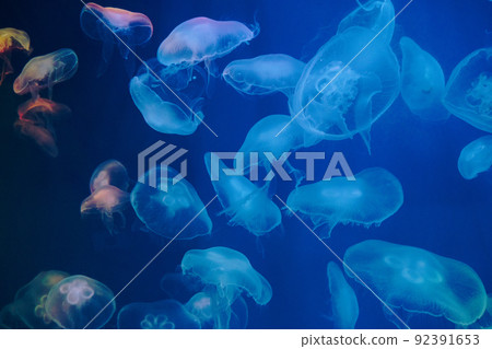 Closeup of Sea Moon jellyfish translucent blue light color and dark background.Aurelia aurita swimming underwater shots glowing Closeup of Sea Moon jellyfish translucent blue light color and dark background.Aurelia aurita swimming underwater shots glowing 92391653