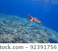 Sea turtle swimming in the blue sea 92391756