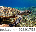 Sea turtle swimming in the blue sea 92391758