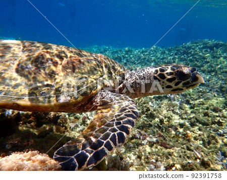 Sea turtle swimming in the blue sea Sea turtle swimming in the blue sea 92391758