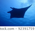 Ray looking up from the sea 92391759