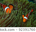 Parent and child of anemone anemone appearing from sea anemone 92391760