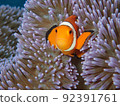An anemone fish from the sea anemone 92391761
