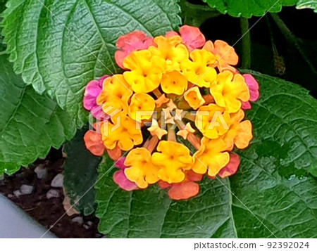 花 花 92392024