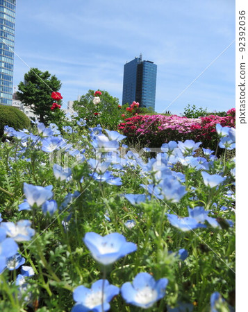 A building that can be seen through the flowerbed where nemophila blooms A building that can be seen through the flowerbed where nemophila blooms 92392036