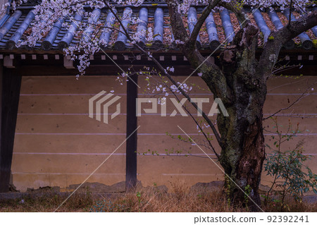在京都北區紫野的今宮神社拍攝櫻花 在京都北區紫野的今宮神社拍攝櫻花 92392241