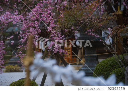 在京都北區紫野的今宮神社拍攝櫻花 92392259