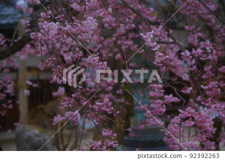 Photographing the cherry blossoms at Imamiya Shrine in Murasakino, Kita-ku, Kyoto 92392263