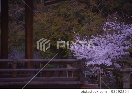 Photographing the cherry blossoms at Imamiya Shrine in Murasakino, Kita-ku, Kyoto Photographing the cherry blossoms at Imamiya Shrine in Murasakino, Kita-ku, Kyoto 92392264