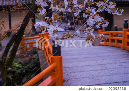 在京都北區紫野的今宮神社拍攝櫻花 在京都北區紫野的今宮神社拍攝櫻花 92392286