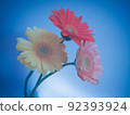 雛菊 92393924