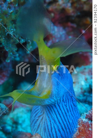 Ribbon eel underwater photograph of the sea of Okinawa Ribbon eel underwater photograph of the sea of Okinawa 92394170