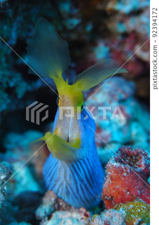 沖繩海的絲帶鰻魚水下照片 92394172