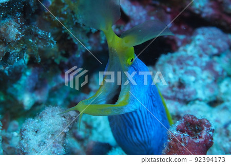 沖繩海的絲帶鰻魚水下照片 92394173