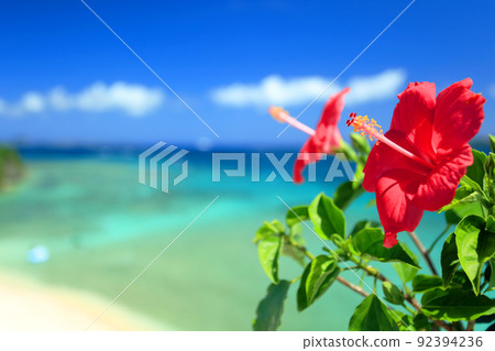 Okinawa's blue sea, blue sky and bright red hibiscus 92394236