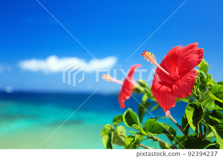 沖繩的蔚藍大海、藍天和鮮紅的芙蓉 92394237