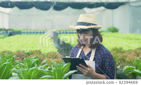 agriculture concept of 4k Resolution. A worker is checking the growth of vegetables in the garden. Gardener's Productivity Evaluation. 92394669