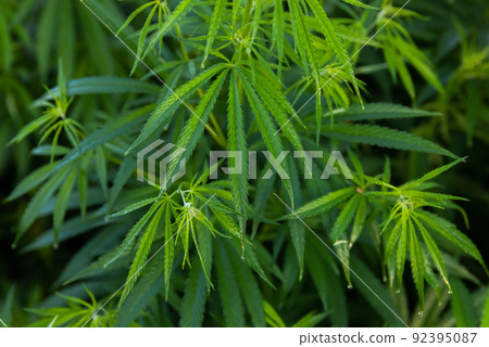 Green bushes of marijuana. Close up view of a young medical marijuana cannabis leaves. Green bushes of marijuana. Close up view of a young medical marijuana cannabis leaves. 92395087