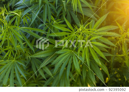Green bushes of marijuana. Close up view of a young medical marijuana cannabis leaves. 92395092