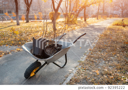 young saplings in pots in garden wheelbarrow or planting tree in city park 92395222