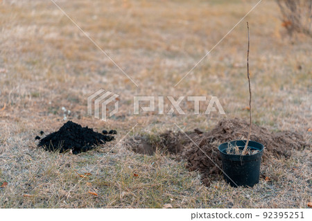 reforestation or young tree sapling or black soil in bucket for planting in yard 92395251