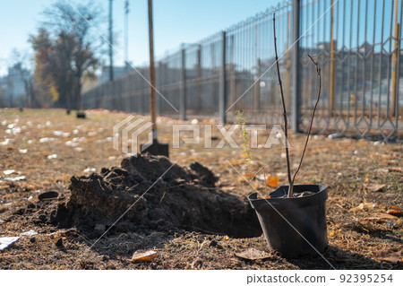 young tree sapling in pot for planting outdoor to preserve environment 92395254