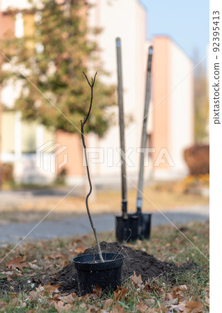 reforestation or young tree sapling in pot and shovel in ground for planting 92395413