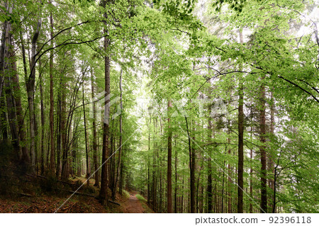 Tall trees of the Carpathian forests, a nature reserve in the Carpathians. 92396118