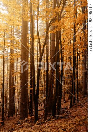 Tall trees of the Carpathian forests, a nature reserve in the Carpathians. Autumn landscape in the forest. Tall trees of the Carpathian forests, a nature reserve in the Carpathians. Autumn landscape in the forest. 92396119