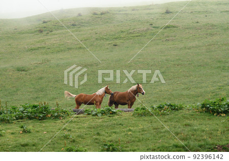 Domesticated mountain horses on farms in the mountains. 92396142