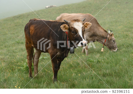 Cows graze in a meadow in the fog, Carpathian cows in Ukraine, mountain cows graze in the fog with a bell. Cows graze in a meadow in the fog, Carpathian cows in Ukraine, mountain cows graze in the fog with a bell. 92396151