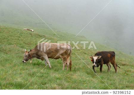 Cows graze on a meadow in the fog, Carpathian cows in Ukraine. 92396152