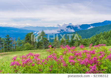 (Nagano) Flower field near Fujimi Panorama Resort Yatsugatake Observatory Mt. Fuji distant view (Nagano) Flower field near Fujimi Panorama Resort Yatsugatake Observatory Mt. Fuji distant view 92396312
