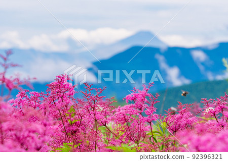 (Nagano) Flower field near Fujimi Panorama Resort Yatsugatake Observatory Mt. Fuji distant view 92396321