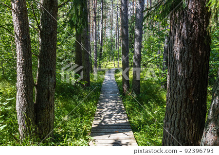 The wooden walkway goes through a forest at White dune or Balta kapa near the Baltic sea in Latvia The wooden walkway goes through a forest at White dune or Balta kapa near the Baltic sea in Latvia 92396793